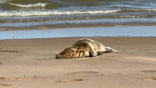 Seal, 4K video of a marine mammal lying in the sand on the beach sunbathing outdoor at daytime during summer along the coast of Noordwijk Aan Zee in The Netherlands with space for text.
