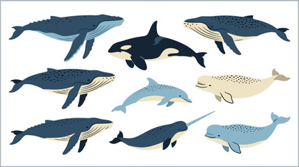 Collection of hand-drawn marine mammals including whales orca dolphin and narwhal vector illustration © Jahanara