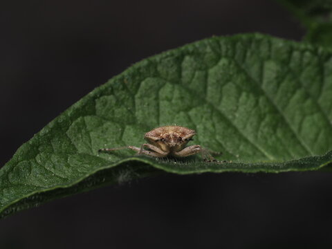 Una chinche escudo (familia Pentatomidae) de cuerpo velludo y tonos pardos avanza sobre una hoja verde y rugosa, mostrando en detalle sus antenas anilladas en blanco y negro y sus peque&ntilde;os ojos rojizo