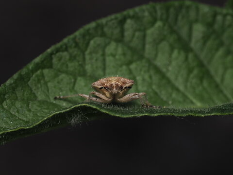 Una chinche escudo (familia Pentatomidae) de cuerpo velludo y tonos pardos avanza sobre una hoja verde y rugosa, mostrando en detalle sus antenas anilladas en blanco y negro y sus peque&ntilde;os ojos rojizo