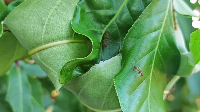 Red ants build nest on trees.