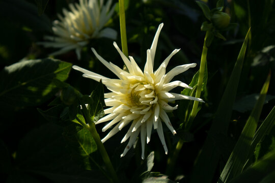 Dalia dai toni crema e giallo chiaro in piena fioritura, fotografata in macro con petali sottili e luminosi che emergono dal fogliame verde, esaltando la struttura elegante e la bellezza naturale del 