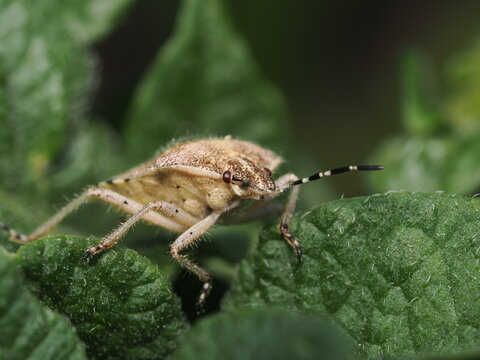 Una chinche escudo (familia Pentatomidae) de cuerpo velludo y tonos pardos avanza sobre una hoja verde y rugosa, mostrando en detalle sus antenas anilladas en blanco y negro y sus peque&ntilde;os ojos rojizo