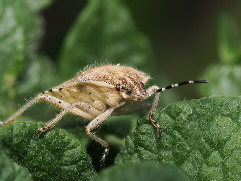 Una chinche escudo (familia Pentatomidae) de cuerpo velludo y tonos pardos avanza sobre una hoja verde y rugosa, mostrando en detalle sus antenas anilladas en blanco y negro y sus peque&ntilde;os ojos rojizo