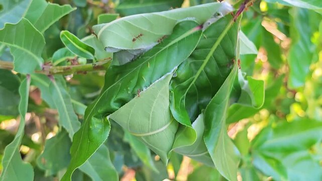 Red ants build nest on trees.