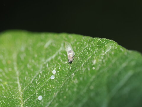 Diminuto insecto alado junto a peque&ntilde;as esferas blancas (posibles huevos) sobre la superficie vellosa de una hoja verde, capturado en un plano macro de gran aproximaci&oacute;n.