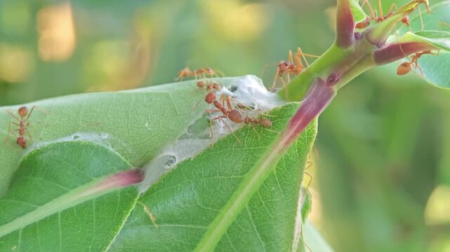 Red ants build nest on trees.