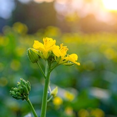 Obraz premium Yellow flower blossom in soft golden sunlight with blurred background