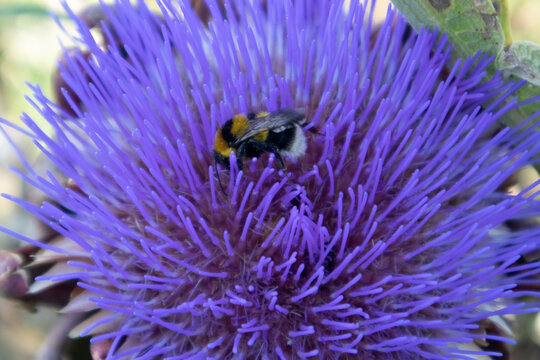 Primo piano ravvicinato del fiore viola di un carciofo selvatico in piena fioritura con un bombo laborioso intento a impollinare e raccogliere il nettare in natura