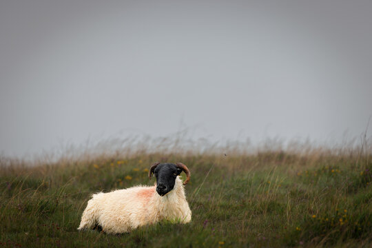 Dartmoor sheep on a foggy and rainy day in Darmoor national park, Devon, England.