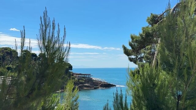 Blue sea and coastal pine trees.