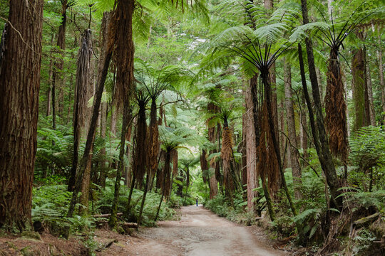Redwoods in Whakarewarewa Forest - Rotorua, New Zealand