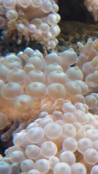Vertical video of bubble-tip anemone (Entacmaea quadricolor) swaying in the water flow
