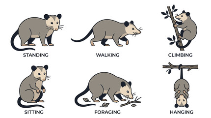 Fototapeta premium Opossum Behavior Reference Vector Collection