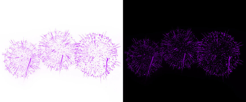 Purple dandelion flower heads on white and black backgrounds, floral macro photography, vibrant botanical elements for design and web layouts