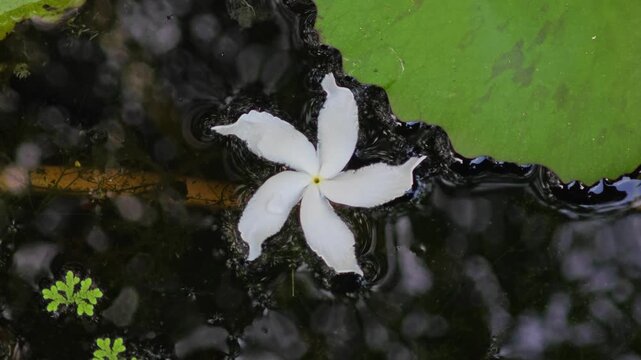 Crepe jasmine flower fall in pond.