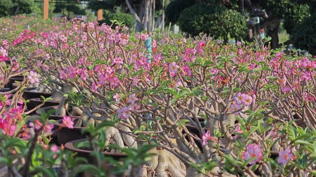 Blooming adenium bonsai tree. Pink desert rose flower in pot.