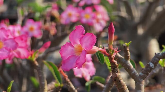 Blooming adenium bonsai tree. Pink desert rose flower in pot.