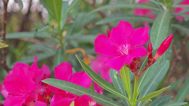 Pink Nerium Oleander Flower Shrub.