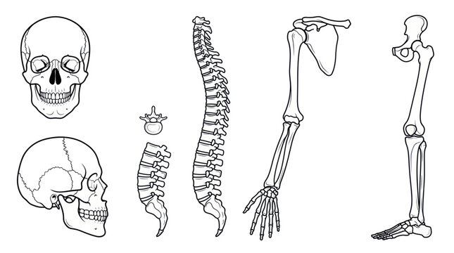 Human Skeleton Anatomy Illustration: Skull, Spine, Arm, Leg, Foot, Pelvis