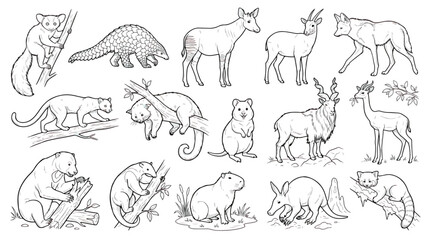 Hand-drawn exotic animal line art collection, 15 black and white wildlife vector illustrations, rare mammals and forest creatures for coloring books © Fahad
