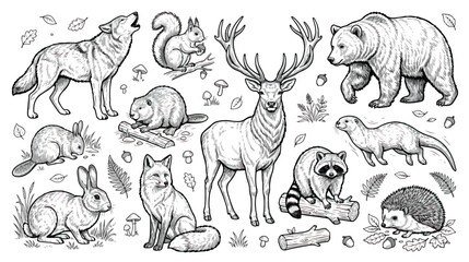 Obraz premium Vintage forest animals vector collection, hand drawn woodland wildlife sketches, black and white nature illustrations for coloring and design