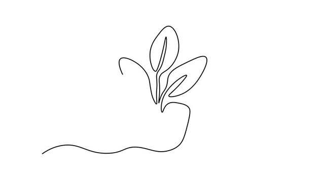 potted plant with leaves isolated on white background, Self drawing animation one continuous line draw, logo on white background