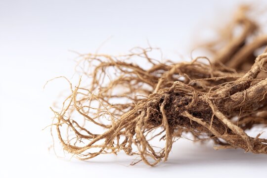 Botanical nettle root specimen on plain white surface for hair regeneration concept
