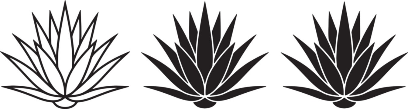Three agave plant in different styles including outline and solid black silhouette on a white background, for botanical also, transparent background