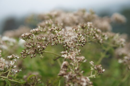 Close-up of wild eupatorium flowers with fluffy seeds blooming in a beautiful highland meadow.