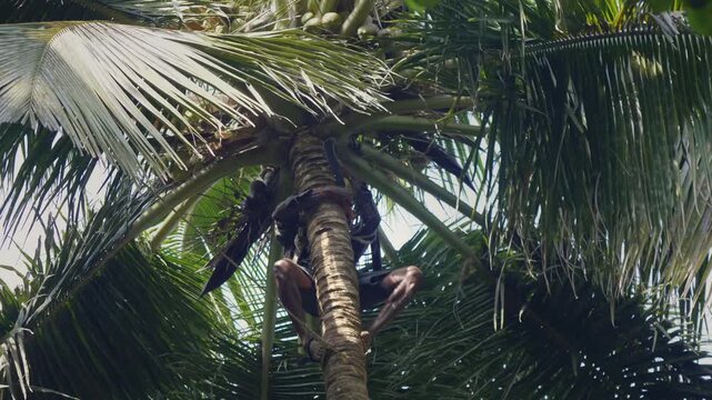 A daylight outdoor shot of a skilled Indian Asian man climbing or ascending the coconut tree and plucking or harvesting a fresh coconut with the help of a big sickle in a coastal village in India. 