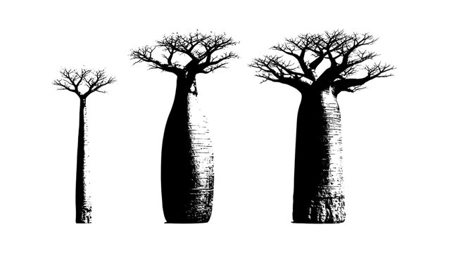 Three baobab trees of different sizes as black silhouettes on a simple graphic isolated on transparent background, Vector