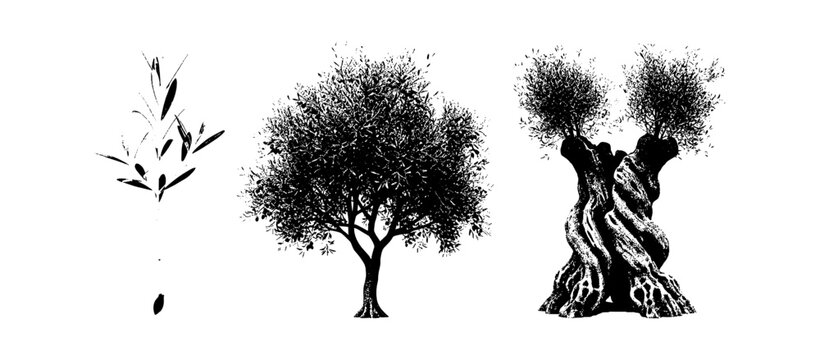 Black silhouette collection of three different trees including a young sapling a leafy tree and an old gnarled olive tree isolated icons isolated on transparent background, Vector