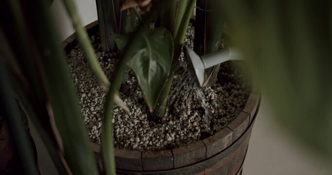 Close up slow motion shot of a watering can pouring water onto the soil of a large indoor houseplant growing in a rustic wooden barrel, nourishing the plant and promoting healthy growth