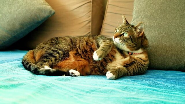 Beautiful European cat with brindle fur licks herself to clean herself while curled up on a bed