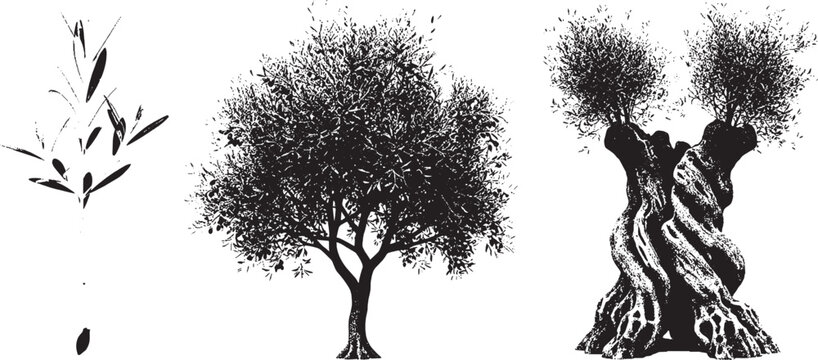 Black silhouette collection of three different trees including a young sapling a leafy tree and an old gnarled olive tree isolated icons isolated on transparent background, Vector