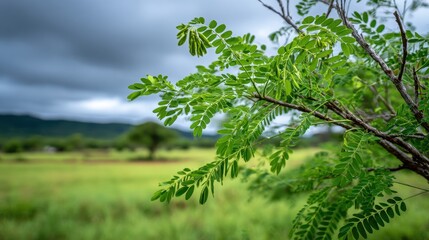 Fototapeta premium Closeup of lush moringa leaves against a gray sky and green countryside