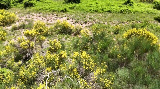 Pendio arricchito da una splendida fioritura di ginestre gialle selvatiche. Il verde brillante dei cespugli, il terreno roccioso e sullo sfondo sotto un cielo azzurro