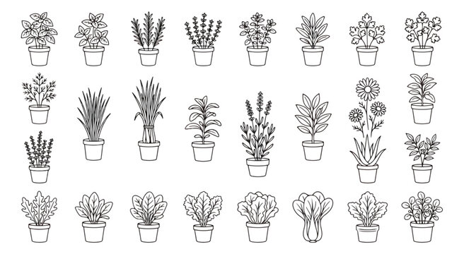 Minimalist herb plant line icons, collection of 25 potted culinary herbs and garden greenery, black and white vector botanical illustrations