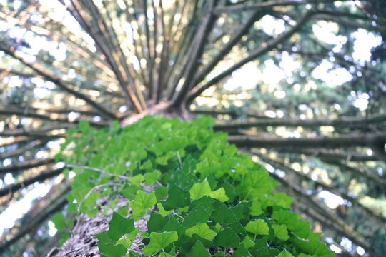 Blick in einen Baum nach oben