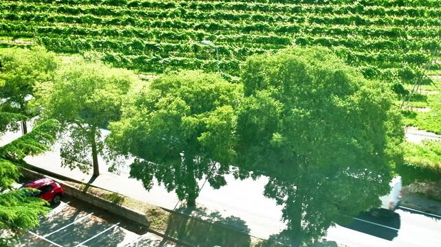 Cars seen from above travel along a country road surrounded by trees and a green grass meadow. The video was shot in the city of Trento, Trentino, Northern Italy