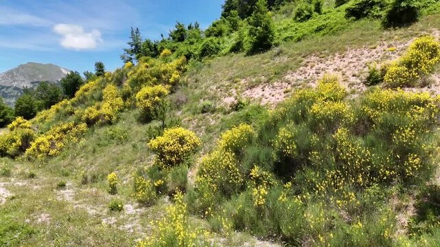 Pendio arricchito da una splendida fioritura di ginestre gialle selvatiche. Il verde brillante dei cespugli, il terreno roccioso e sullo sfondo sotto un cielo azzurro