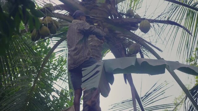 A daylight outdoor shot of a skilled Indian Asian man climbing the coconut tree and harvesting a fresh coconut and trimming the leaves with the help of a big sickle in a coastal village in India