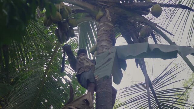 A daylight outdoor shot of a skilled Indian Asian man climbing or ascending the coconut tree and plucking or harvesting a fresh coconut with the help of a big sickle in a coastal village in India. 