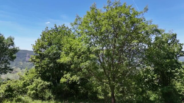 Un'inquadratura ravvicinata e dettagliata di alberi rigogliosi e fogliame verde mosso dal vento sulla monte petria. Sullo sfondo si scorgono colline e montagne sotto un cielo azzurro
