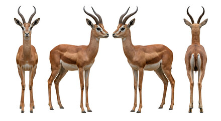 Fototapeta premium Thomson gazelle stands in a series of views showing its characteristic markings and horns from various angles on a clean white backdrop.