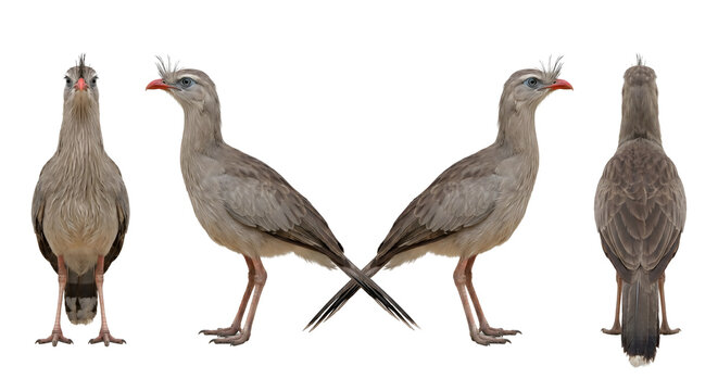 Red-legged seriema bird stands in a multi-angle composition showing full body profiles and front and back views against a white background.
