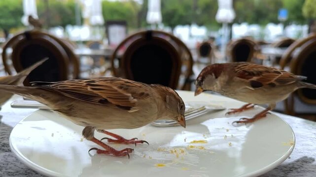 Close Up on Cute Birds Eating Food From a Plate with Eating Utensils in an Outdoor Restaurant in Ascona, Ticino, Switzerland.