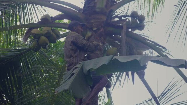 A daylight outdoor shot of a skilled Indian Asian man climbing or ascending the coconut tree and plucking or harvesting a fresh coconut and trimming the leaves with the help of a big sickle