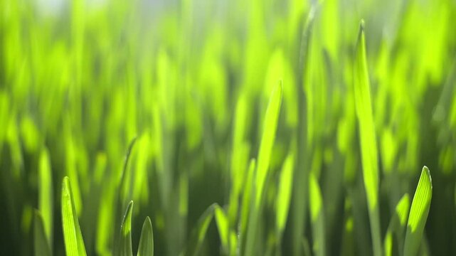 Fresh green grass blades sway gently in sunlight. Bright light glows softly through dense foliage. Shallow depth of field highlights sharp foreground blades